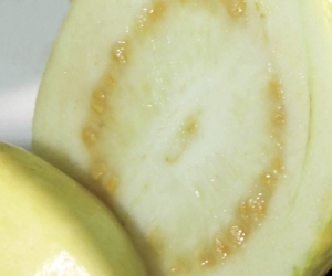 molokhia
