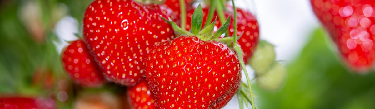 BQF strawberries / IQF strawberries 